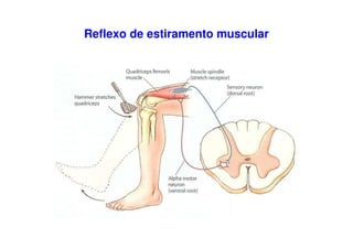 Reflexo de estiramento muscular
 