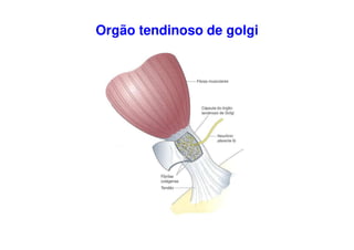 Orgão tendinoso de golgi
 