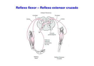 Reflexo flexor – Reflexo extensor cruzado
 