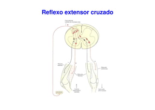 Reflexo extensor cruzado
 