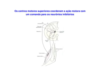 Os centros motores superiores coordenam a ação motora com
um comando para os neurônios inibitórios
 