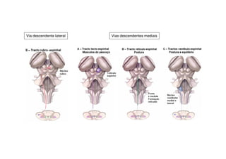 Via descendente lateral Vias descendentes mediais
 