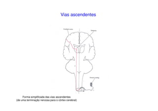 Vias ascendentes
Forma simplificada das vias ascendentes
(de uma terminação nervosa para o córtex cerebral)
 