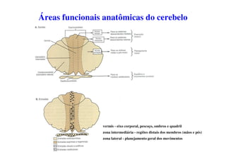 vermis - eixo corporal, pescoço, ombros e quadril
zona intermediária - regiões distais dos membros (mãos e pés)
zona lateral - planejamento geral dos movimentos
Áreas funcionais anatômicas do cerebelo
 