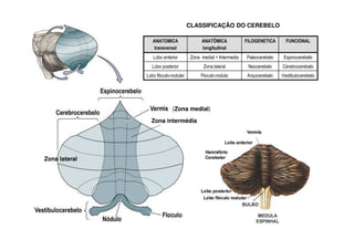 ANATOMICA
transversal
ANATÔMICA
longitudinal
FILOGENETICA FUNCIONAL
Lobo anterior Zona medial + Intermedia Paleocerebelo Espinocerebelo
Lobo posterior Zona lateral Neocerebelo Cérebrocerebelo
Lobo flóculo-nodular Floculo-nodulo Arquicerebelo Vestibulocerebelo
CLASSIFICAÇÃO DO CEREBELO
(Zona medial)
Zona lateral
Zona intermédia
 