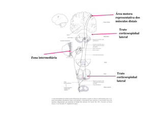 Trato
corticoespinhal
lateral
Área motora
representativa dos
músculos distais
Zona intermediária
Trato
corticoespinhal
lateral
 