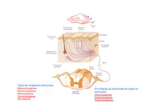 Tipos de receptores sensoriais:
Mecanorreceptores
Quimiorreceptores
Fotorreceptores
Termorreceptores
Nociceptores
Em relação ao local onde se capta os
estímulos:
Interorreceptores
Exterorreceptores
Propriorreceptores
 