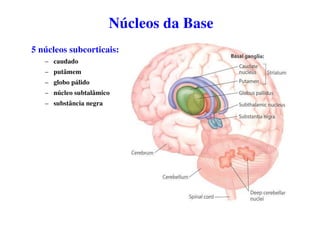 Núcleos da Base
5 núcleos subcorticais:
– caudado
– putâmem
– globo pálido
– núcleo subtalâmico
– substância negra
 
