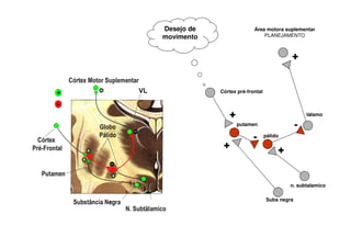 -
-
Desejo de
movimento
+
Córtex pré-frontal
+
Área motora suplementar
PLANEJAMENTO
putamen
+
n. subtalamico
tálamo
pálido
+
Subs negra
 