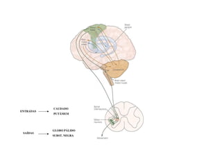 GLOBO PÁLIDO
SUBST. NEGRA
CAUDADO
PUTÂMEM
ENTRADAS
SAÍDAS
 