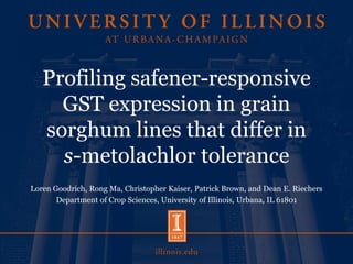 Profiling safener-responsive
GST expression in grain
sorghum lines that differ in
s-metolachlor tolerance
Loren Goodrich, Rong Ma, Christopher Kaiser, Patrick Brown, and Dean E. Riechers
Department of Crop Sciences, University of Illinois, Urbana, IL 61801
 