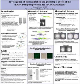 Investigation of the localization and phenotypic effects of the
mRNA transport protein She3 in Candida albicans
Amanda Estes- SMCC
Advisor: Dr. Anne McBride- Bowdoin College
Goals
Determine localization of She3 protein in
C. albicans cells
• Hypothesis 1: When linked with GFP, She3 protein will be
visible localizing in the cytoplasm of the tips of yeast
buds and hyphae.
Determine if presence of She3 affects
phenotypes of cell colonies under different
conditions
• Hypothesis 2: Deletion of SHE3 affects filamentation of
C. albicans in various environmental conditions.
• Integrate GFP::URA3 PCR product into genome of she3/SHE3∆
ura3∆/ura3∆ strain of C. albicans through transformation
• Use PCR to create
DNA that will
combine SHE3with
GFP and a selectable
marker (URA3)
• Determine expression of GFP::URA3 with SHE3
• Epifluorescence microscopy
• Anti-GFP immunoblot
Methods & Results
• Select for transformants on Ura- medium
Create strains of C. albicans with GFP linked to
3’ end of She3
Acknowledgements:
Thank you:
Dr. Anne McBride for her guidance and encouragement
Judi Medlin & MDIB
Frank Pellerin
Bowdoin College
SMCC
Dr. Elizabeth Ehrenfeld
Research reported in this project was supported by an Institutional Development Award (IDeA) from
the National Institute of General Medical Sciences of the National Institutes of Health under grant
number P20GM103423
Absence of She3 affects filamentation but
does not affect lipase secretion.
SHE3/she 3∆
she3∆/she∆
RPMI agar
SHE3/she 3∆ she3∆/she 3∆
Spider agar
Conclusions
• She3 likely localizes in the nucleus of C. albicans cells
• She3-GFP is expressed in cells transformed with GFP linked
to SHE3
• Filamentation is affected by the absence of She3 while lipase
activity is not
Future Directions
• PCR confirmation of GFP integration of into SHE3 locus
• DAPI staining to confirm nuclear localization of She3-GFP
• Immunoblot with higher protein concentrations
• Use epifluorescent microscopy to visualize She3-GFP in
hyphal cells
• Link GFP to N-terminus of She3 to determine if site of GFP tag
affects She3 localization
• Test effect of GFP tag on She3 function on filamentation in
media assays
She3-GFP may localize to the nucleus in
budding yeast cells
Methods & Results
Grow single colonies of C. albicans on plates
with different environmental conditions.
• Filamentation assays
• 5µl of 107 cells of each strain spotted on
medium
• Colonies grown on plates for 6-10 days at
37⁰C
• Lipase assay
• 3µl of cultures diluted to OD600~ 0.5
• Colonies grown for 2 days in 37⁰C and
observed every 24 hours.
SHE3/she3∆ colonies develop higher ratio of
filamentous periphery to central region in SHE3/she3∆
colonies .
SHE3/she3∆ she3∆/she3∆
Egg yolk agar
No difference in lipase activity was detected.
Budding
Yeast
Hyphae
www.usas
k.ca
www.usas
k.ca
Introduction
Candida albicans
• Commensal fungus in normal microflora of
mammals
• Opportunistic pathogen in certain
conditions
• Potential for fatal infections in
immunocompromised individuals
• Rapid morphological changes in response
to environment contribute to virulence4
• Optimal hyphal growth and host invasion
require proteins to be located to the hypha
or its surface by:
• protein transport
• localized translation of
transported mRNA3.
She3: mRNA transport protein
• Part of well-established mRNA transport
model in Saccharomyces cerevisiae1
• C. albicans protein She3
homologous to S. cerevisiae She3
• Important for proper
filamentation2
• Part of less-understood transport
system of mRNAs translated at
C.albicans hyphal tip
Anti-GFP immunoblot
• Log-phase yeast cells collected
and lysed
• Proteins resolved by
SDS-PAGE
• GFP detected by immunoblot
• She3-GFP predicted
size=83 kDa
Detection of putative She3-GFP protein
in yeast lysate
Weak band detected between 80-100 kDa in SHE3-
GFP::URA3-transformed strains
SHE3/she3∆ SHE3/she3∆ she3∆/she3∆
References
1. Bohl F, Kruse C, Frank A, Ferring D, Jansen RP She2p, a novel RNA binding protein tethers ASH1
mRNA to the Myo4p myosin motor via She3p. EMBO J 2000, 19: 5514–5524
2. Elson SL, Noble SM, Solis NV, Filler SG, Johnson AD: An RNA transport system in Candida albicans
regulates hyphal morphology and invasive growth. PLoS genetics 2009, 5(9):e1000664.
3. Mayer, F.L., Wilson, D., and Hube, B. (2013). Candida albicans pathogenicity
mechanisms. Virulence 4, 119-128
4. Sudbery, P.E.. Growth of Candida albicans hyphae. Nat. Rev. Microbiol 2011, 9, 737-748.
She3-GFP No GFP
 