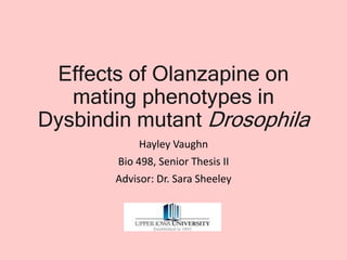 Effects of Olanzapine on
mating phenotypes in
Dysbindin mutant Drosophila
Hayley Vaughn
Bio 498, Senior Thesis II
Advisor: Dr. Sara Sheeley
 