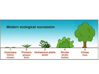 8[2].2 the processes of colonisation & succession | PPT
