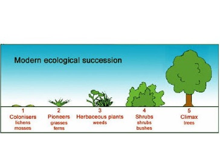 8[2].2 the processes of colonisation & succession