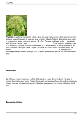 Angelica




Angelica (Angelica archangelica) este o planta ierboasa inalta, care creste in zonele montane,
pe soluri bogate in substante organice si cu umiditate ridicata. Tulpinile de angelica sunt goale
in interior si pot atinge inaltimi de pana la 1,2-1,5 m. Frunzele sunt lungi, ovale,    ascutite la
varf, de culoare verde intens.                                     Florile sunt mici, galbui adunate
in ciorchini sub forma de umbrela, care infloresc in luna iulie-august, in cel de-al treilea an de
viata. Radacina de angelica este lunga si carnoasa, de culoare bruna in exterior si alba pe
interior.                                                                   In flora spontana,
aceasta planta este ocrotita prin lege si nu se poate recolta decat din culturile infiintate in acest
scop.




 




Parti utilizate




Se utilizeaza numai radacinile, recoltate de la plante in varsta de minim 2 ani. Frunzele si
fructele de angelica sunt toxice. Radacinile se spala, se toaca sub forma de rondele si se usuca
pe cale naturala, prin expunere la soare. Radacina uscata are un termen de valabilitate de 12
luni.




Compozitia chimica




                                                                                                1/3
 