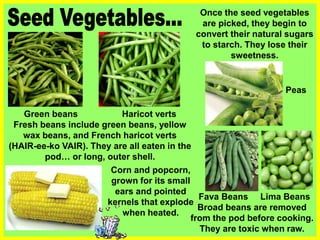 Green beans Haricot verts
Fresh beans include green beans, yellow
wax beans, and French haricot verts
(HAIR-ee-ko VAIR). They are all eaten in the
pod… or long, outer shell.
Fava Beans Lima Beans
Broad beans are removed
from the pod before cooking.
They are toxic when raw.
Once the seed vegetables
are picked, they begin to
convert their natural sugars
to starch. They lose their
sweetness.
Peas
Corn and popcorn,
grown for its small
ears and pointed
kernels that explode
when heated.
 