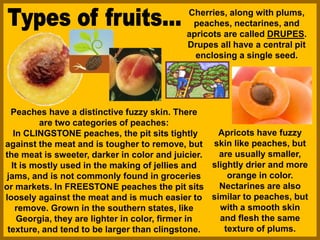 Cherries, along with plums,
peaches, nectarines, and
apricots are called DRUPES.
Drupes all have a central pit
enclosing a single seed.
Peaches have a distinctive fuzzy skin. There
are two categories of peaches:
In CLINGSTONE peaches, the pit sits tightly
against the meat and is tougher to remove, but
the meat is sweeter, darker in color and juicier.
It is mostly used in the making of jellies and
jams, and is not commonly found in groceries
or markets. In FREESTONE peaches the pit sits
loosely against the meat and is much easier to
remove. Grown in the southern states, like
Georgia, they are lighter in color, firmer in
texture, and tend to be larger than clingstone.
Apricots have fuzzy
skin like peaches, but
are usually smaller,
slightly drier and more
orange in color.
Nectarines are also
similar to peaches, but
with a smooth skin
and flesh the same
texture of plums.
 