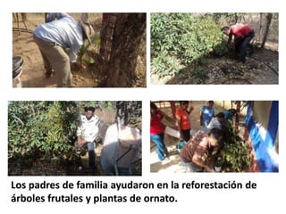 Los padres de familia ayudaron en la reforestación de
árboles frutales y plantas de ornato.
 