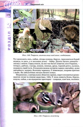 Тваринний світ
Мал. 144. Тварини, життя яких пов’язане з водоймами
Тут мешкають лось, кабан, лісова куниця, борсук, трапляються бурий
ведмідь та рись, а в заплавах річок - бобер. Досить багато хижаків -
лисиць і вовків. Серед птахів, на які так багаті північні ліси України, -
тетерук, рябчик, глухар, шпаки, синиця, дрізд, чорний дятел, кулики,
журавель сірий та ін. З плазунів можна зустріти гадюку звичайну, вужа
звичайного, ящірку, болотяну черепаху. Є земноводні, зокрема тритони
і жаби. На заболочених місцях багато комах.
Південніше, у центральних областях країни, поруч оселяються різно­
манітні лісові та степові види (мал. 145). У лісах живуть білка, борсук,
козуля, кабан, а на відкритих просторах - ховрахи, х ом ’яки, полівки.
Мал. 145. Тварини лісостепу
 