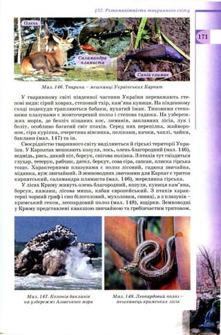 §32. Різноманітність тваринного світу
Мал. 146. Тварини - мешканці Українських Карпат
У тваринному світі південної частини України переважають сте­
пові види: сірий ховрах, степовий тхір, кам’яна куниця. На південному
сході подекуди трапляються бабаки, вухатий їжак. Типовими степо­
вими плазунами є жовточеревий полоз і степова гадюка. На узбереж­
ж ях морів, де безліч піщаних кос, лиманів, заплавних лісів, лук і
боліт, особливо багатий світ птахів. Серед них перепілка, ж айворо­
нок, сіра куріпка, очеретяна вівсянка, пелікани, качки, чаплі, чайки,
баклани (мал. 147) та ін.
Своєрідністю тваринного світу виділяються й гірські території Укра­
їни. У Карпатах мешкають козуля, лось, олень благородний (мал. 146),
ведмідь, рись, дикий кіт, борсук, снігова полівка. З птахів тут гніздяться
глухар, тетерук, рябчик, дятел, беркут, сова сіра, сапсан, плиска гірська
тощ о. Характерними плазунами є полоз лісовий, гадюка звичайна,
мідянка, вуж звичайний. З земноводних звичними для Карпат є тритон
карпатський, саламандра плямиста (мал. 146), жерелянка гірська.
У лісах Криму живуть олень благородний, козуля, куниця кам’яна,
борсук, кажани, лісова миша, кабан європейський. З птахів харак­
терні чорний гриф і сип білоголовий, мухоловки, синиці, а з плазунів -
кримський гекон, леопардовий полоз (мал. 148), ящ ірки. Земноводні
у Криму представлені квакш ою звичайною та гребінчастим тритоном.
Мал. 147. Колонія бакланів
на узбережжі Азовського моря
Мал. 148. Леопардовий полоз
мешканець кримських лісів
 