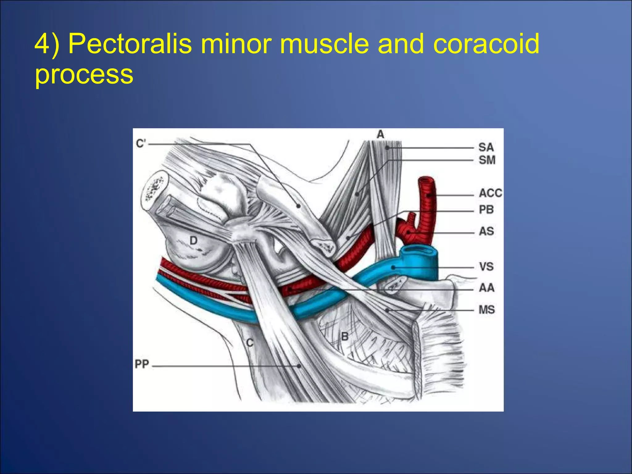4) Pectoralis minor muscle and coracoid process 