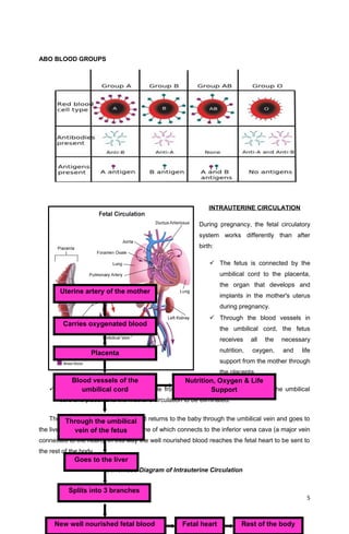 ABO BLOOD GROUPS
INTRAUTERINE CIRCULATION
During pregnancy, the fetal circulatory
system works differently than after
birth:
 The fetus is connected by the
umbilical cord to the placenta,
the organ that develops and
implants in the mother's uterus
during pregnancy.
 Through the blood vessels in
the umbilical cord, the fetus
receives all the necessary
nutrition, oxygen, and life
support from the mother through
the placenta.
 Waste products and carbon dioxide from the fetus are sent back through the umbilical
cord and placenta to the mother's circulation to be eliminated.
The new well nourished fetal blood returns to the baby through the umbilical vein and goes to
the liver, splits in to three branches, one of which connects to the inferior vena cava (a major vein
connected to the heart). In this way the well nourished blood reaches the fetal heart to be sent to
the rest of the body.
Schematic Diagram of Intrauterine Circulation
5
New well nourished fetal blood
Through the umbilical
vein of the fetus
Splits into 3 branches
Nutrition, Oxygen & Life
Support
Blood vessels of the
umbilical cord
Placenta
Goes to the liver
Fetal heart Rest of the body
Uterine artery of the mother
Carries oxygenated blood
 