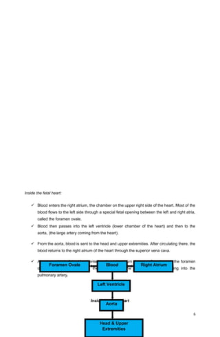 Inside the fetal heart:
 Blood enters the right atrium, the chamber on the upper right side of the heart. Most of the
blood flows to the left side through a special fetal opening between the left and right atria,
called the foramen ovale.
 Blood then passes into the left ventricle (lower chamber of the heart) and then to the
aorta, (the large artery coming from the heart).
 From the aorta, blood is sent to the head and upper extremities. After circulating there, the
blood returns to the right atrium of the heart through the superior vena cava.
 About one-third of the blood entering the right atrium does not flow through the foramen
ovale, but, instead, stays in the right side of the heart, eventually flowing into the
pulmonary artery.
Inside the fetal heart
6
Left Ventricle
Aorta
Head & Upper
Extremities
Blood Right AtriumForamen Ovale
 