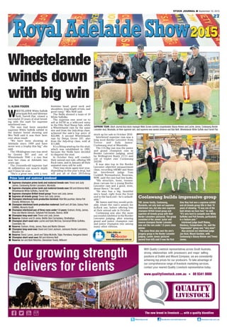 @stockjournal facebook.com/stockjournal stockjournal.com.au
27
STOCK JOURNAL ■ September 10, 2015
Wheetelande
winds down
with big win
By ALISHA FOGDEN
W
HEETELANDE White Suffolk
principals Bob and Idrienne
Neill, Farrell Flat, closed a
successful 23 years of stud breed-
ing with the sash for supreme
interbreed ewe.
The ewe had been awarded
supreme White Suffolk exhibit in
the feature breed showing and
Mrs Neill said it was their best-
ever show result.
“We have been showing at
Adelaide since 1999 and have
never won a trophy this big,” she
said.
The 106-kilogram ewe was sired
by Gemini 207 and out of
Wheetelande 7040 – a ewe that
won her class at Adelaide two
years ago.
The 14-month-old supreme had
46 millimetres eye muscle depth
and 9.5mm fat scan.
“She’s a great ewe, with a very
feminine head, good neck and
shoulders, long length of loin, and
good rump,” Mrs Neill said.
The Neills showed a team of 10
White Suffolks.
The supreme ewe went on to
sell at $4750 as a wild-card entry
in the Elite Stud Sheep Sale, while
a Wheetelande ram by the same
sire and from the July-drop class,
achieved the sale’s top price of
$22,000. A second Wheetelande
ram by Detpa Grove 247, also
from the July-drop class, sold at
$11,000.
It’s a fitting wind-up for the stud,
which was established in 1992,
because the Neills have decided
to disperse the stud.
In October they will conduct
their annual ram sale, offering 100
flock rams, and in January all their
unmated ewes will be sold.
They may show again next year,
depending on this year’s drop, but
will put all of their 2015-drop
stock up for sale in October 2016.
Interbreed supreme ram was a
long wool Border Leicester from
Trevor and Judy James’
Coolawang stud at Mundulla.
The 114.5kg ram was the junior
and grand champion ram in
Border Leicester judging, sired
by Wellingrove Rusty 27/11 and
out of triplet ewe Coolawang
243/09.
It was also top in the Border
Leicester objective measurement
class, recording 44EMD and 8mm
fat. Interbreed judge Tom
Corkhill, Normanhurst, Boorowa,
NSW, said the ram had few faults.
“His structure, bone, tremen-
dous carcase for a young Border
Leicester ram and a good, even,
dense fleece,” he said.
“He also has a big, beautiful
sire’s head, right from the front
end to the back end – he’s unfault-
able.”
Mr James said they would prob-
ably retain the ram’s semen for
in-flock use, before offering him
at their annual sale in October.
Coolawang was also the most
successful exhibitor in the Border
Leicester judging, after winning
grand and junior champion ram
and junior champion ewe among
many other ribbons.
Prime lamb and maternal interbreed
■ Supreme champion prime lamb and maternal breeds ram: Trevor and Judy
James, Coolawang Border Leicesters, Mundulla
■ Supreme champion prime lamb and maternal breeds ewe: Bill and Idrienne Neill,
Wheetelande White Suffolks, Farrell Flat
■ Supreme champion British breed group: Trevor and Judy James
■ Supreme all-breeds group: Trevor and Judy James
■ Champion interbreed lamb production terminal: K&A McLauchlan,Valma Poll
Dorsets,Whitemore,Tas
■ Champion interbreed lamb production maternal: Geoff and Jill Gale, Galaxy Park
SAMMs, Monarto South
■ Champion interbreed pen of three rams under 1.5 years: Graham, Kirsty, James,
Ross and Martin Gilmore,Tattykeel Poll Dorsets, Oberon, NSW
■ Champion long-wool ram: Trevor and Judy James
■ Reserve: Graham and Di Jenke,Wattle Glen Corriedales, Strathalbyn
■ Champion short-wool ram: Lachie and Kylie McCrae, Somerset White Suffolks,
Cavendish,Vic
■ Reserve: Graham, Kirsty, James, Ross and Martin Gilmore
■ Champion long-wool ewe: David and Carol Jackson, Jacksons Border Leicesters,
Moyston,Vic
■ Reserve: David, Lynne, Jared and Talisa McArdle,Taljar, Parndana, Kangaroo Island
■ Champion short-wool ewe: Bill and Idrienne Neill
■ Reserve: Ian and Barb Nitschke, Glenarbian Texels, Millicent
Coolawang builds impressive group
THE James family, Coolawang,
Mundulla, not only took out supreme
interbreed ram, but also won supreme
champion British breed group and
supreme all-breeds group with their
Border Leicesters (pictured). The group
consisted of the James’ junior and
reserve champion Border Leicester
ewe and the ram under 1.5 years class
winner.
The same three also won the sire’s
progeny group in the Border Leicester
judging. Lachie James (pictured
second from left) said it was the first
time they had won a supreme exhibit
and all-breeds group title in their 15
years of showing. “It was one of the
best shows we have had,” he said.
“It’s very hard to compete over White
Suffolks and Poll Dorsets, particularly
in a feature year.”
Interbreed judge Geoff Risbey,
Stanbury, Camperdown, Vic, said the
“impressive” group was “very even”.
Also pictured are interbreed judge
Jan Hunt, Mount Gambier, with
Coolawang’s Stacey Kleiner and Trevor
James.
SUPREME TEAM: Stock Journal stud stock manager Mark Scown (centre) congratulates Stacey Kleiner and Lachie James, Coolawang Border
Leicester stud, Mundulla, on their supreme ram, and supreme ewe owners Idrienne and Bob Neill, Wheetelande White Suffolk stud Farrell Flat.
Video video on
www.stockjournal.com.au
 