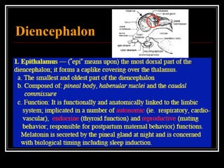 Diencephalon 