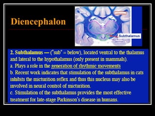 Diencephalon 