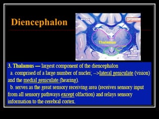 Diencephalon 
