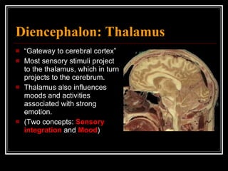 Diencephalon: Thalamus “ Gateway to cerebral cortex” Most sensory stimuli project to the thalamus, which in turn projects to the cerebrum. Thalamus also influences moods and activities associated with strong emotion. (Two concepts:  Sensory integration  and  Mood ) 
