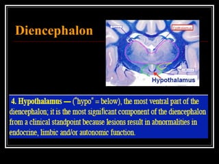 Diencephalon 
