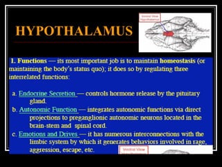 HYPOTHALAMUS 