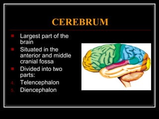 CEREBRUM Largest part of the brain Situated in the anterior and middle cranial fossa Divided into two parts: Telencephalon Diencephalon 