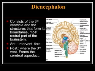 Diencephalon Consists of the 3 rd  ventricle and the structures that form its boundaries, most rostral part of the brainstem. Ant.: Intervent. fora. Post.: where the 3 rd  vent. Forms the cerebral aqueduct. 