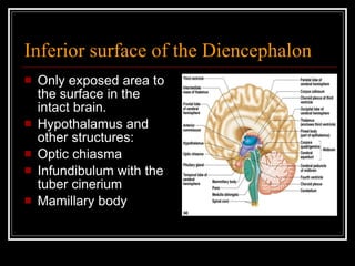 Inferior surface of the Diencephalon Only exposed area to the surface in the intact brain. Hypothalamus and other structures: Optic chiasma Infundibulum with the tuber cinerium Mamillary body 