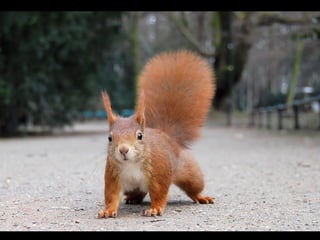 824- squirrels8
