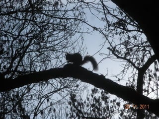 824- squirrels8