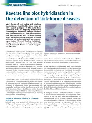 as published in BTi September 2004RLB HYBRIDISATION
Ticks transmit a greater variety of pathogenic micro-organisms
than any other arthropod vector group. These include tick-
borne protozoa and tick-borne bacteria of both medical and vet-
erinary importance. Two important tick-borne protozoan dis-
eases are theileriosis and babesiosis [Figure 1]. The former is one
of the most important diseases of cattle in southern, eastern and
central Africa. Commonly called East Coast Fever, the more
pathogenic strains of Theileria can decimate herds. Babesiosis,
commonly called Red Water Fever, is a disease with a high mor-
tality rate in cattle that can also affect other domestic animals. It
was only in the late 1960s that a human infection with Babesia
was identified, but since then the reported incidence of human
infections has risen, probably because of increased contact
between humans and the tick vectors.
Examples of tick-borne bacteria include Anaplasma species and
Ehrlichia species.Anaplasmosis is a global problem affecting cat-
tle, sheep, goats and other ruminants, with a high mortality rate,
particularly in older animals. Human anaplasmosis was only
recognised a decade ago, but has since been reported in both
North America and Europe. Ehrlichiosis is another disease of
domestic animals which, whilst it was only recently identified as
a potentially life-threatening condition in humans, is increasing
in incidence and geographic range.
INTEGRATED MOLECULAR DIAGNOSIS OF TICK-BORNE
PATHOGENS
Although many useful species-specific PCR assays have been
developed to detect a particular tick-borne pathogen, these
organisms frequently occur together with other species trans-
mitted by ticks within the same host. Thus a universal test is
needed where it is possible to simultaneously detect and differ-
entiate all protozoan and ehrlichial parasites that could possibly
be present in the blood of an infected host or in vector ticks.
Reverse line blot (RLB) hybridisation, where multiple samples
can be analysed against multiple probes to enable simultaneous
detection, fulfils these criteria. RLB was originally developed for
the identification of Streptococci serotypes [1]. The first applica-
tion of RLB for the detection and differentiation of pathogens in
ticks was developed for Borrelia spirochetes [2] and was subse-
quently combined with Ehrlichia spp [3]. RLB was then success-
fully applied for the detection and differentiation of all known
Theileria and Babesia species [4].The subsequent development
of an RLB suitable for detection and differentiation of Ehrlichia
and Anaplasma species provided a further basis for the present
RLB hybridisation kit, which includes 36 probes for Anaplasma,
Ehrlichia, Babesia and Theileria species.
RLB is rapidly becoming a standard molecular tool for diagnos-
tic and epidemiological studies in an increasing number of lab-
oratories all over the world. There are many examples. For
instance, RLB was used for the characterisation of Babesia diver-
gens in a human case [5], and novel Theileria and Babesia species
were discovered through the application of RLB [6].
Furthermore, RLB was used for detection and differentiation of
many Babesia and Theileria spp occurring in small ruminants
[7]. RLB was also successfully applied to the study of protozoan
Reverse line blot hybridisation in
the detection of tick-borne diseases
Many diseases of both medical and veterinary
importance are transmitted by ticks, which can
carry several pathogens at the same time.
Mammalian hosts also frequently harbour more
than one species of tick-borne pathogen simultane-
ously. The development of a novel reverse line blot
(RLB) hybridisation kit that can simultaneously
detect four different genera of common tick-borne
pathogens will facilitate diagnostic and epidemio-
logical studies. This article describes the RLB tech-
nology, which is much more sensitive than PCR
alone, but also cost-effective and robust enough for
use in the field.
Figure 1. Babesia (left) and Theileria, protozoans transmitted by
ticks.
 