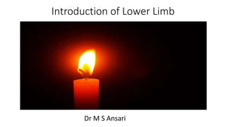 Introduction of Lower Limb
Dr M S Ansari
 