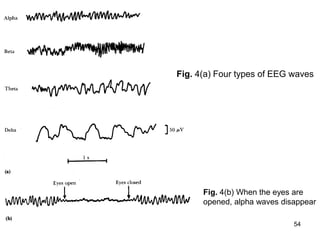 Fig. 4(a) Four types of EEG waves
Fig. 4(b) When the eyes are
opened, alpha waves disappear
54
 