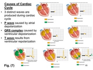Causes of Cardiac
Cycle
• 3 distinct waves are
produced during cardiac
cycle
• P wave caused by atrial
depolarization
• QRS complex caused by
ventricular depolarization
• T wave results from
ventricular repolarization
Fig. (7) 65
 