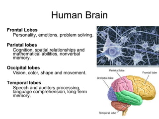 Human Brain
Frontal Lobes
Personality, emotions, problem solving.
Parietal lobes
Cognition, spatial relationships and
mathematical abilities, nonverbal
memory.
Occipital lobes
Vision, color, shape and movement.
Temporal lobes
Speech and auditory processing,
language comprehension, long-term
memory.
 