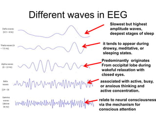 Different waves in EEG
Slowest but highest
amplitude waves,
deepest stages of sleep
it tends to appear during
drowsy, meditative, or
sleeping states.
Predominantly originates
From occipital lobe during
wakeful relaxation with
closed eyes.
associated with active, busy,
or anxious thinking and
active concentration.
relate to neural consciousness
via the mechanism for
conscious attention
 