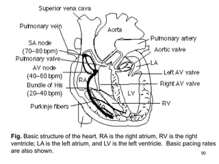 90
Fig. Basic structure of the heart. RA is the right atrium, RV is the right
ventricle; LA is the left atrium, and LV is the left ventricle. Basic pacing rates
are also shown.
 