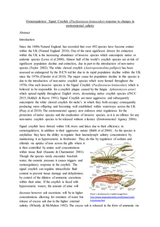 Plate 1.Anatomyofa crayfishimagefrom
http://www.biographixmedia.com/biology/crayfis
h-anatomy.html
Osmoregulation: Signal Crayfish (Pacifasstacus leniusculus) response to changes in
environmental salinity
Abstract
Introduction
Since the 1800s Natural England has recorded that over 492 species have become extinct
within the UK (Natural England 2010). One of the most significant drivers for extinction
within the UK is the increasing abundance of invasive species which outcompete native or
endemic species (Lowe et al 2000). Almost half of the world’s crayfish species are at risk of
significant population decline and extinction, due in part to the introduction of non-native
species (Taylor 2002). The white clawed crayfish (Austropotamobius pallipes) has been
assessed as endangered by the IUCN red list due to its rapid population decline within the UK
since the 1970s (Füreder et al 2010). The major cause for population decline in this species is
due to the introduction of non-native crayfish species which were farmed throughout the
1970s. One such invasive species is the Signal Crayfish (Pacifasstacus leniusculus) which is
believed to be responsible for a crayfish plague caused by the fungus Aphanomyces astaci
which spread rapidly throughout English rivers, devastating native crayfish species (JNCC
2015; Holdich & Reeve 1991). Signal Crayfish are more aggressive and subsequently
outcompete the white clawed crayfish for niche’s in which they both occupy; consequently
producing more offspring and becoming well established within waterways across the UK
(Peay et al 2010). The environmental agency now enforces strict regulations for the
protection of native species and the eradication of invasive species; as it is an offence for any
non-native crayfish species to be released without a licence (Environmental Agency 2006).
Signal crayfish have thrived within UK rivers and lakes due to their efficiency in
osmoregulation; in addition to their aggressive nature (Bubb et al 2004) . As the species is
euryhaline they have the ability to regulate their haemolymph salinity concentration by
maintaining it as hyperosmotic in freshwater. They do this by regulation of sodium and
chloride via uptake of ions across the gills where it
is then controlled by amino acid concentrations
within tissue fluid (Susanto & Charmantier 2001).
Though the species rarely encounter brackish
water, the osmotic pressure it causes triggers and
osmoregulatory response in the crayfish. The
signal crayfish can regulate intracellular fluid
content to prevent tissue damage and dehydration;
by control of the dilation of ammonia excretions
within their urine. If the crayfish is faced with
hyperosmotic waters, the amount of urine will
decrease however salt excretions will be in higher
concentrations allowing for retention of water but
release of excess salt due to the higher external
salinity (Wheatly & McMahon 1982). The excess salt is released in the form of ammonia via
 
