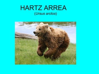 HARTZ ARREA ( Ursus arctos ) 