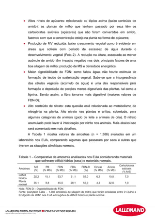 ● Altos níveis de açúcares: relacionado ao tópico acima (baixo conteúdo de
amido), as plantas de milho que tenham passado por seca têm os
carboidratos solúveis (açúcares) que não foram convertidos em amido,
fazendo com que a concentração esteja na planta na forma de açúcares;
● Produção de MV reduzida: baixo crescimento vegetal como é evidente em
áreas que sofrem com período de escassez de água durante o
desenvolvimento vegetal (Foto 2). A redução na altura, associada ao menor
acúmulo de amido têm impacto negativo nos dois principais fatores de uma
boa silagem de milho: produção de MS e densidade energética;
● Maior digestibilidade do FDN: como faltou água, não houve estímulo de
formação de tecido de sustentação vegetal. Sabe-se que a inturgescência
das células vegetais (acúmulo de água) é uma das responsáveis pela
formação e deposição de porções menos digestíveis das plantas, tal como a
lignina. Sendo assim, a fibra torna-se mais digestível (maiores valores de
FDN-D);
● Alto conteúdo de nitrato: esta questão está relacionada ao metabolismo de
nitrogênio na planta. Alto nitrato nas plantas é crítico, sobretudo, para
algumas categorias de animais (gado de leite e animais de cria). O nitrato
acumulado pode levar à intoxicação por nitrito nos animais. Mais abaixo isso
será comentado em mais detalhes.
A Tabela 1 mostra valores de amostras (n = 1.386) avaliadas em um
laboratório nos EUA, comparando algumas que passaram por seca e outras que
tiveram as situações climáticas normais.
Tabela 1 – Comparativo de amostras analisadas nos EUA considerando materiais
que sofreram déficit hídrico (seca) e materiais normais.
Amostras
MS
(%)
PB
(% MS)
FDN
(% MS)
FDA
(% MS)
FDN-D
(%)
Cinzas
(% MS)
Amido
(% MS)
Carboidratos
solúveis
(% MS)
Déficit
hídrico
25,2 10,1 53,7 31,1 59,0 6,3 10,5 7,0
Planta
normal
35,1 8,8 45,0 28,1 55,0 4,3 32,0 1,0
Nota: FDN-D – Digestibilidade do FDN.
Fonte: Dairyland Labs – 1.386 amostras de silagem de milho que foram ensiladas entre 01/Julho a
07/Agosto de 2012, nos EUA em regiões de déficit hídrico e planta normal.
LALLEMAND ANIMAL NUTRITION SPECIFIC FOR YOUR SUCCESS
www.lallemandanimalnutrition.com
 